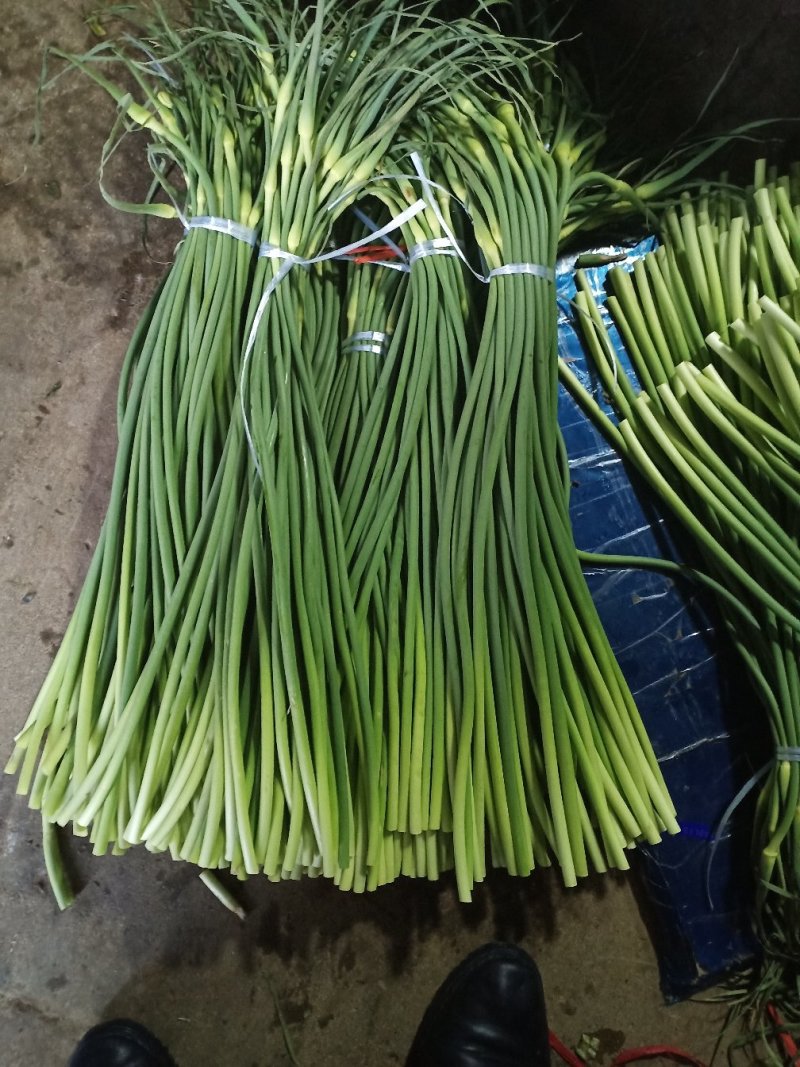 优质白帽/红帽蒜苔，冷库直供，量大从优，各种蔬菜配