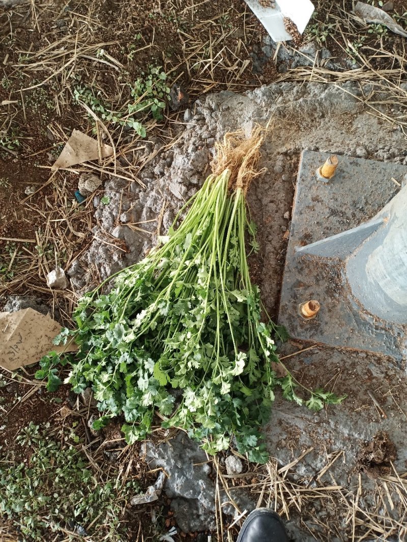 香菜，大量供应，包质量，产地直供随到随装。