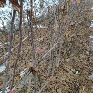 占地无花果树，绿化无花果树