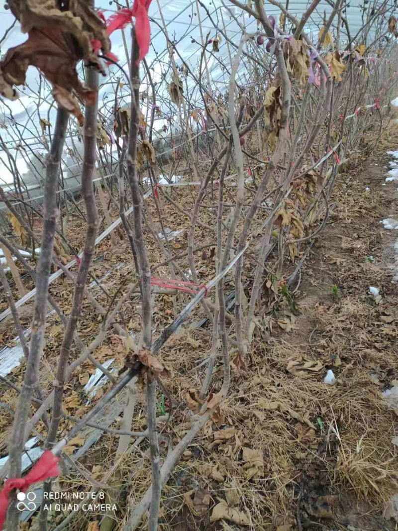 占地无花果树，绿化无花果树
