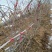 占地无花果树，绿化无花果树