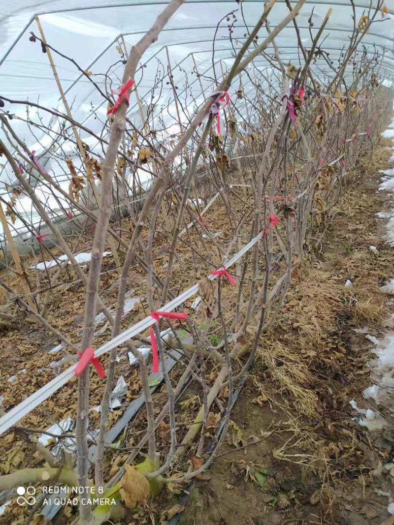 占地无花果树，绿化无花果树