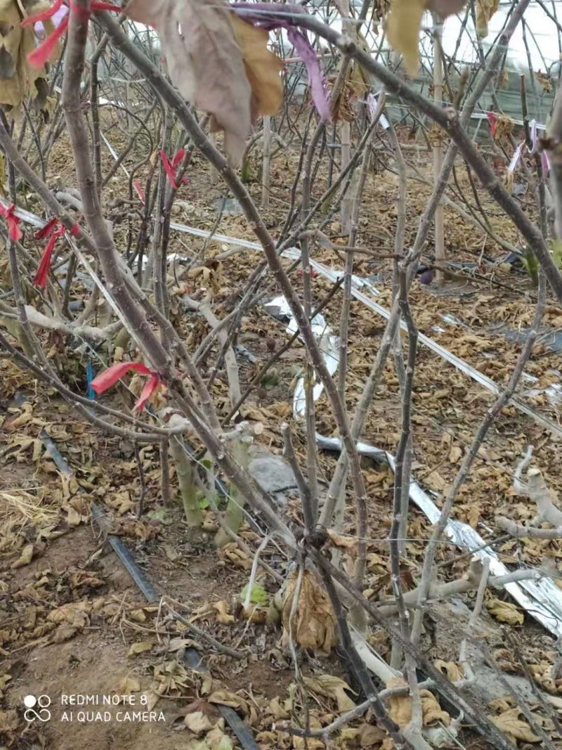 占地无花果树，绿化无花果树