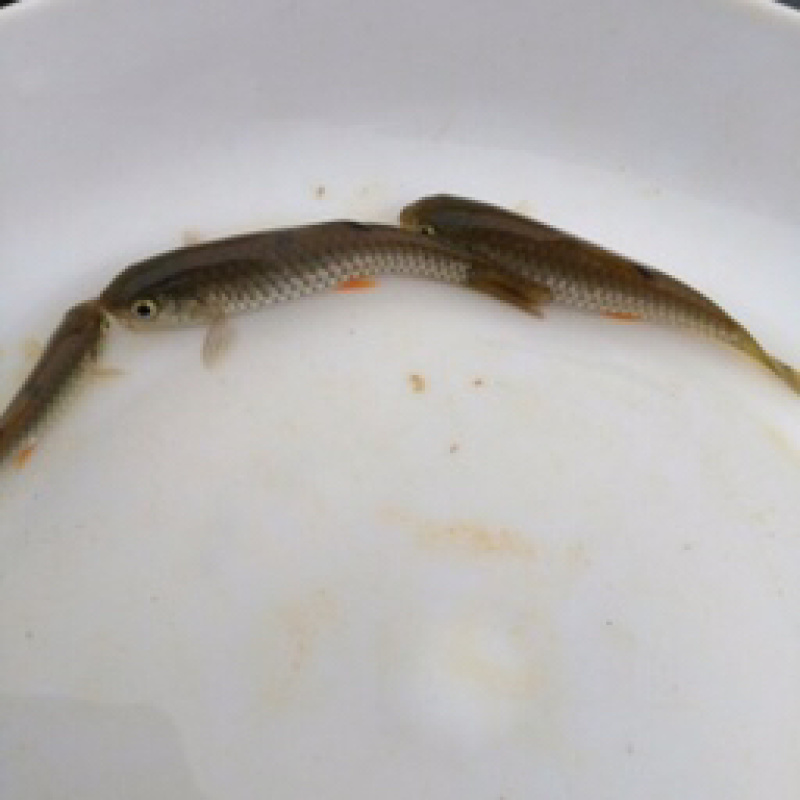 军鱼苗青竹鲩鱼苗光倒刺鲃鱼苗石坚鱼苗光鱼苗
