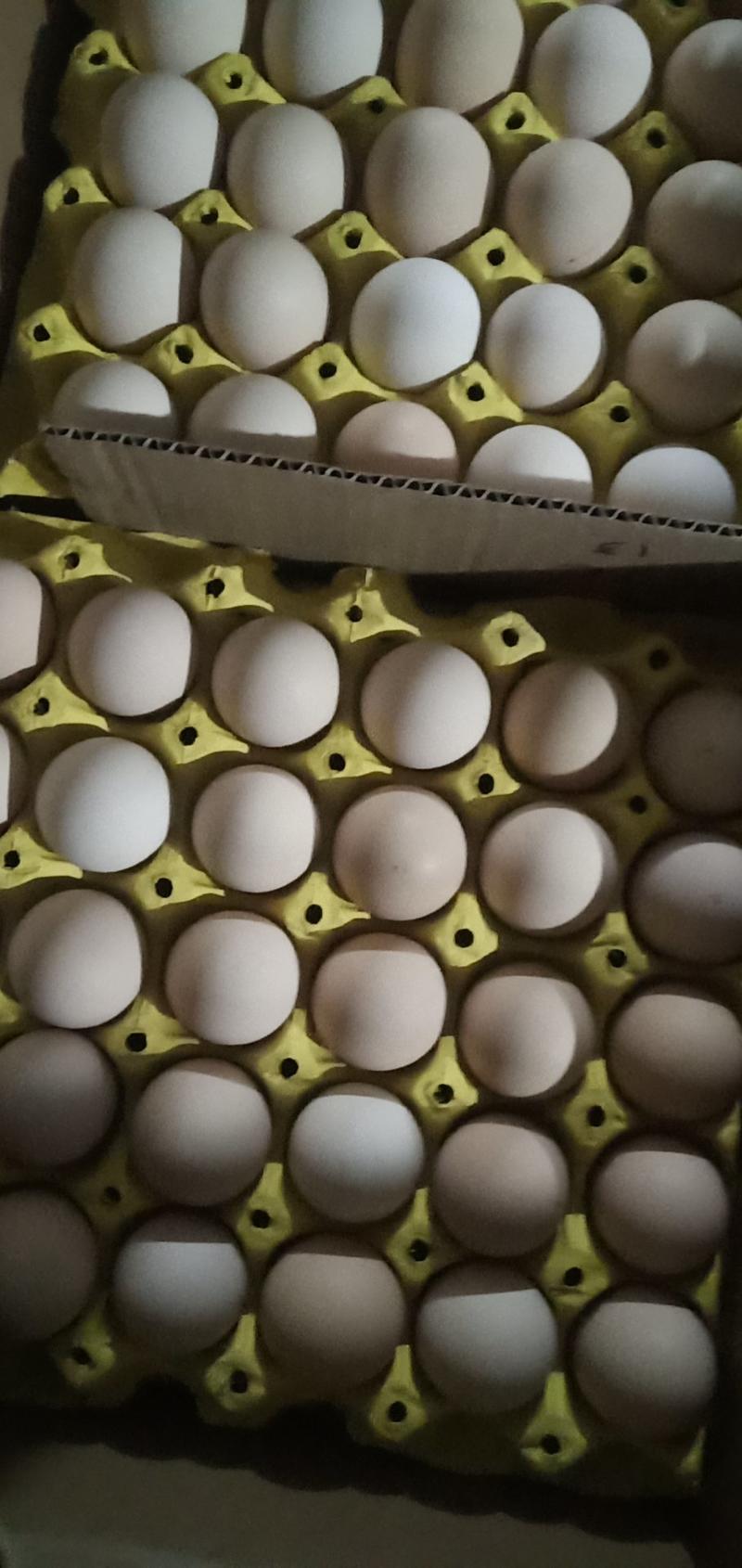 鸡蛋赔钱出货了！质量有保证三天以内的鸡蛋！