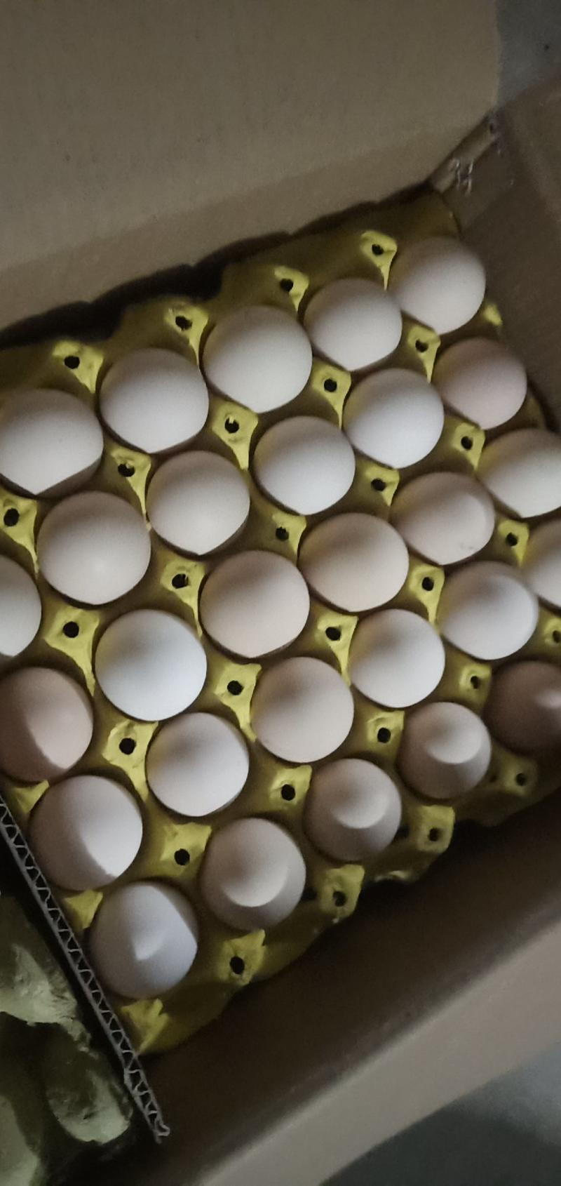 鸡蛋赔钱出货了！质量有保证三天以内的鸡蛋！