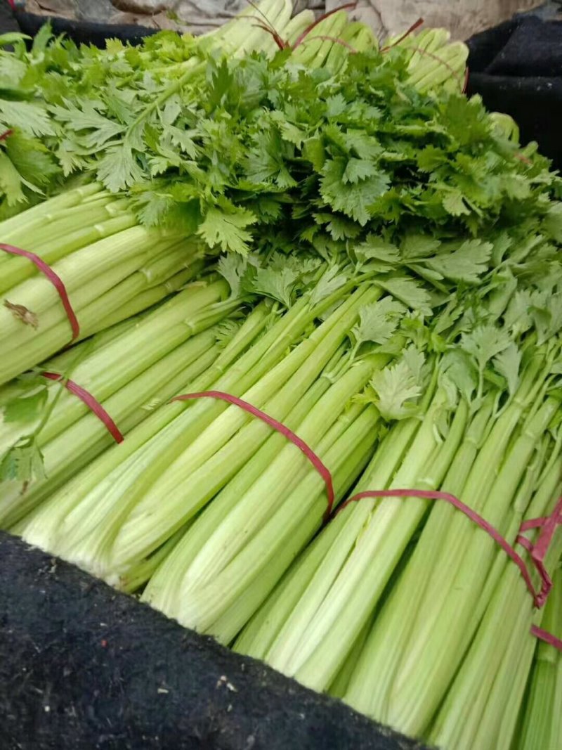 精品芹菜大量上市，质量好，色绿，需用的老板请联糸，
