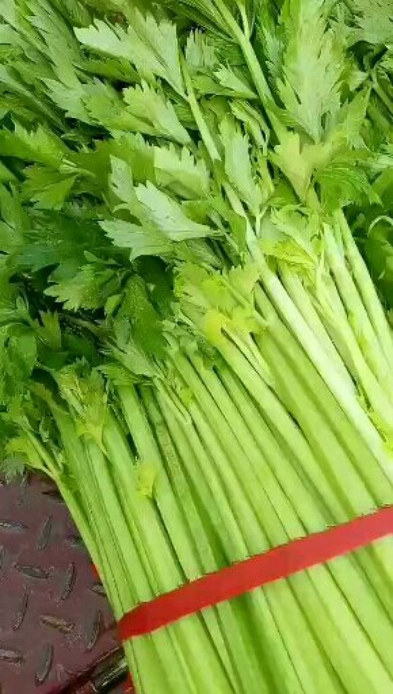 精品芹菜大量上市，质量好，色绿，需用的老板请联糸，