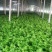 精品芹菜大量上市，质量好，色绿，需用的老板请联糸，