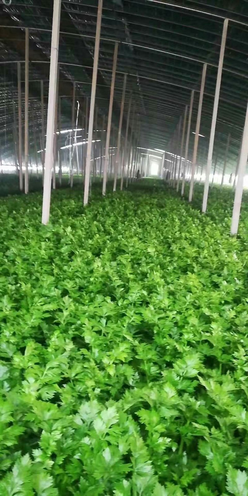 精品芹菜大量上市，质量好，色绿，需用的老板请联糸，