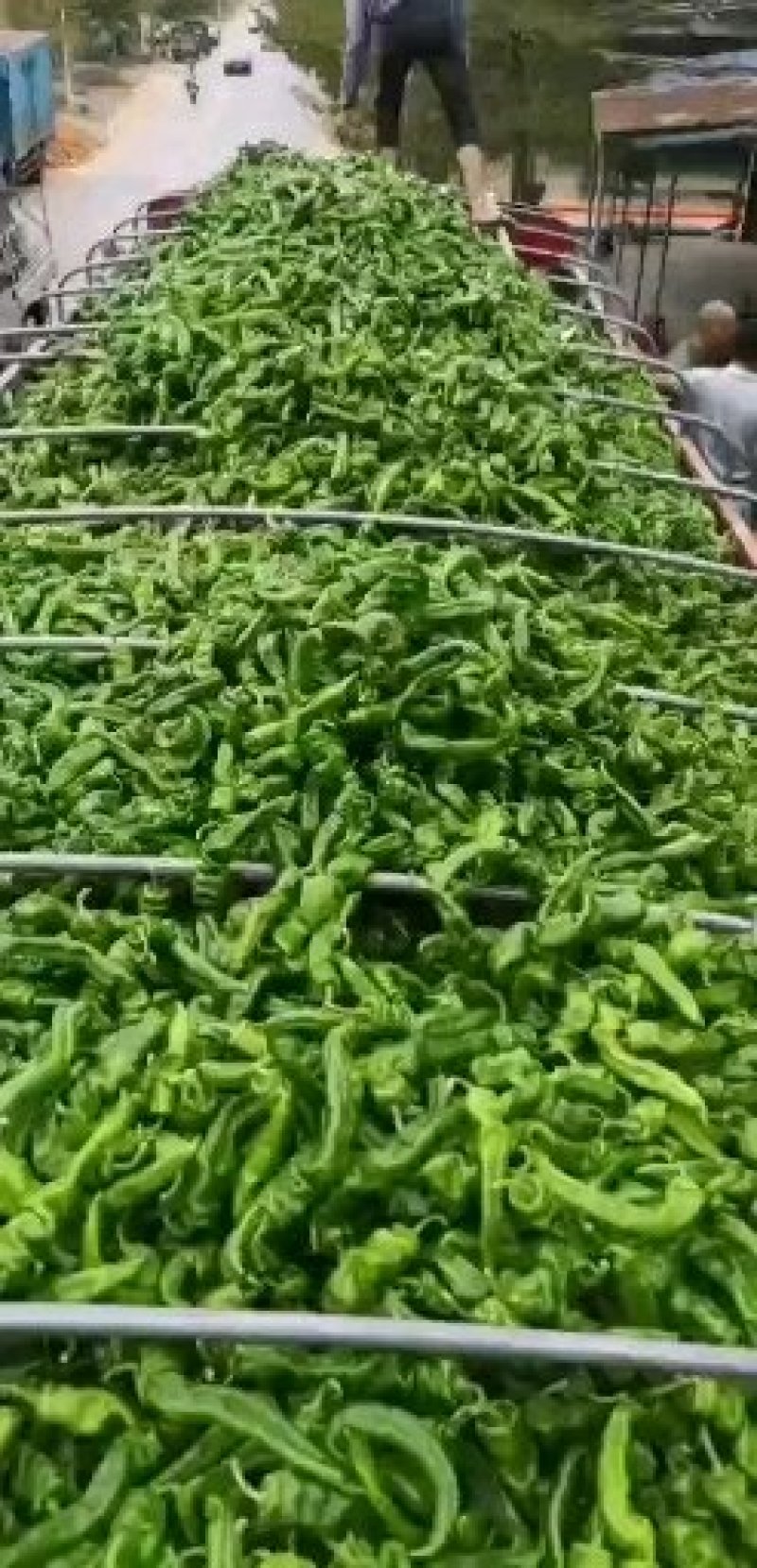 海南螺丝椒一手货源，货源充足，保质保量