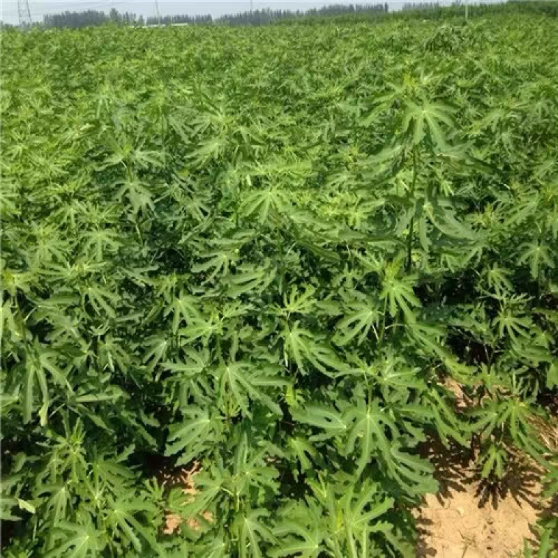 无花果苗布兰瑞克新品基地直供包品种送技术