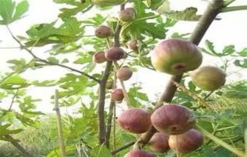 无花果苗波姬红新品基地直供包品种送技术产量高