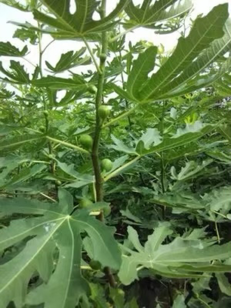 无花果苗波姬红新品基地直供包品种送技术产量高
