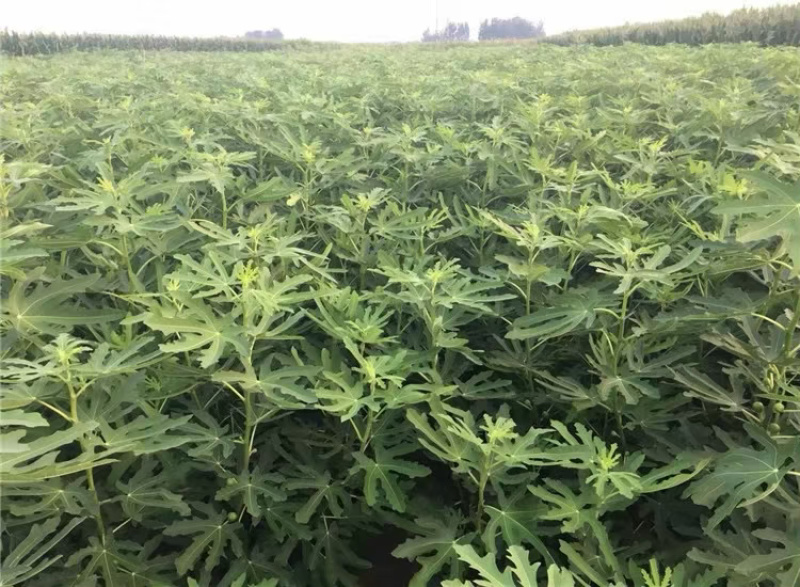 无花果苗波姬红新品基地直供包品种送技术产量高