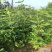 无花果苗波姬红新品基地直供包品种送技术产量高