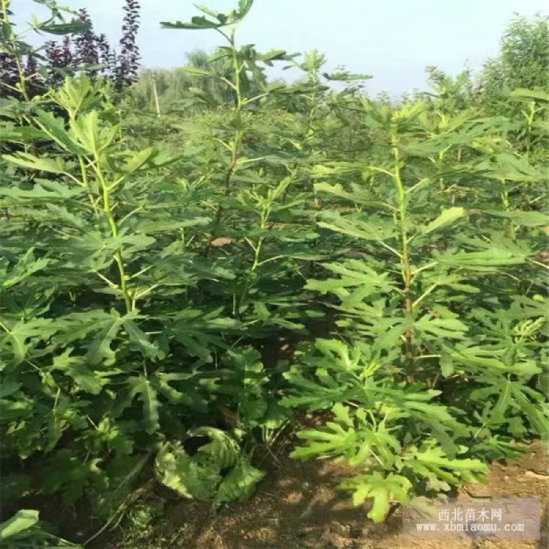 无花果苗波姬红新品基地直供包品种送技术产量高