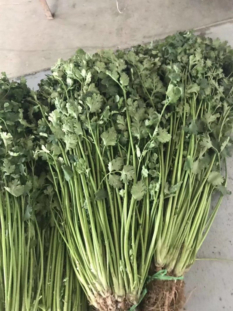 平度冷库大叶实心香菜，前期好货，无烂心。