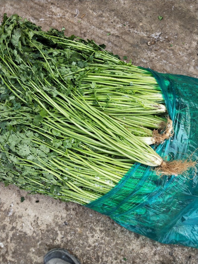 平度冷库大叶实心香菜，前期好货，无烂心。