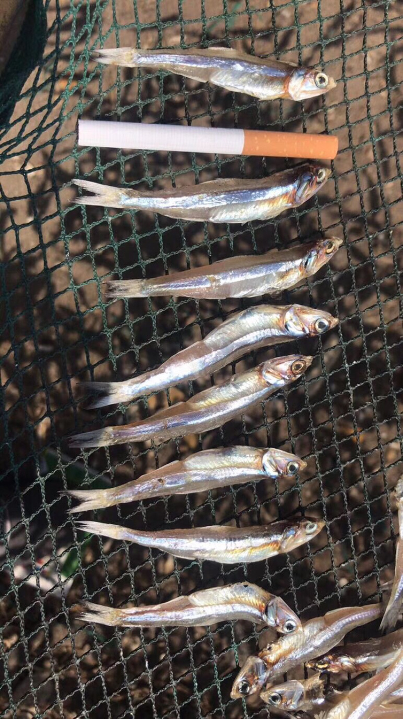小鱼干淡干小鱼干生晒鱼干【摆摊赶集早市】