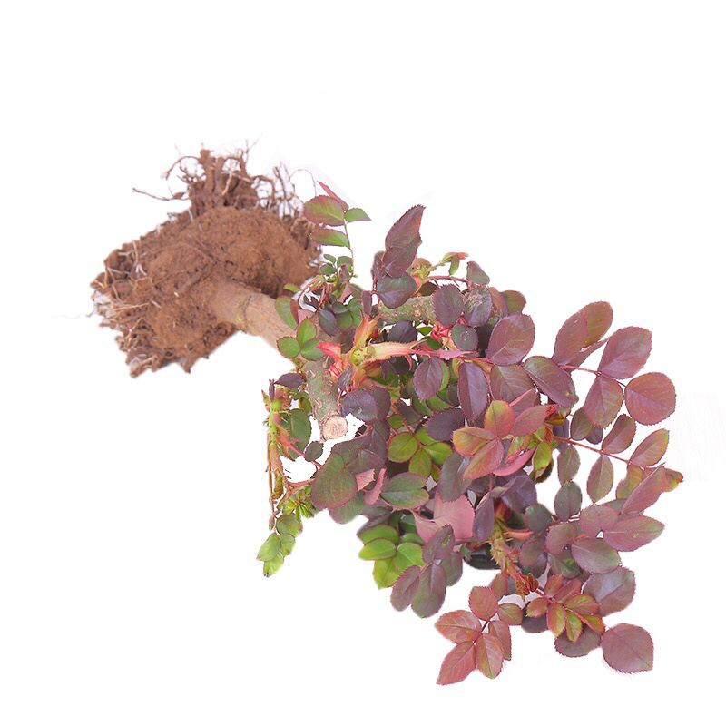 粉佳人粉玫瑰花苗带花苞花卉观花绿植物大花浓香月季阳台