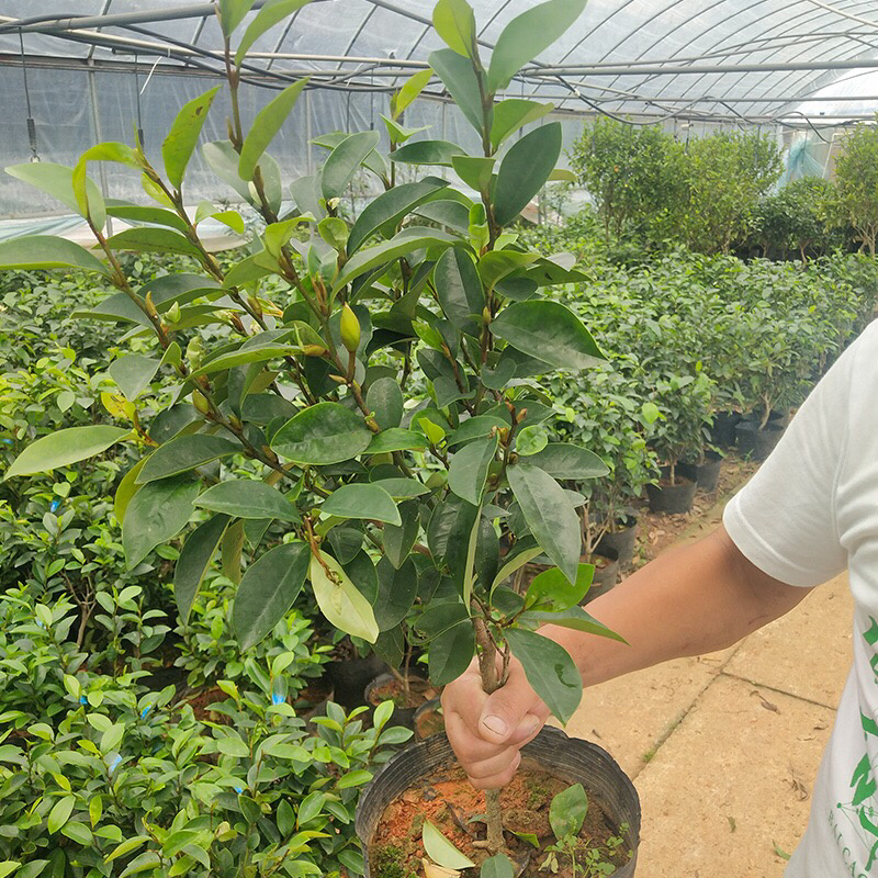 庭院植物含笑树苗耐寒花卉含笑花盆栽含笑苗四季开花带叶带花