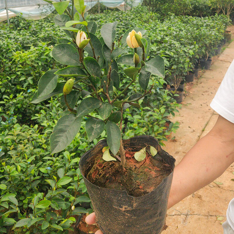 庭院植物含笑树苗耐寒花卉含笑花盆栽含笑苗四季开花带叶带花