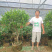 庭院植物含笑树苗耐寒花卉含笑花盆栽含笑苗四季开花带叶带花