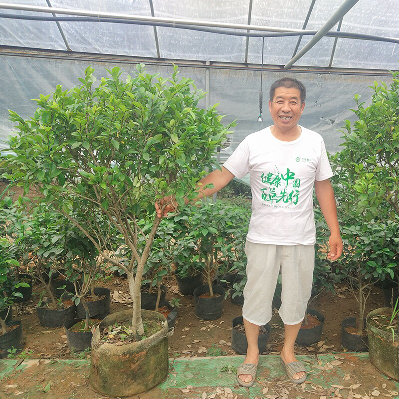 庭院植物含笑树苗耐寒花卉含笑花盆栽含笑苗四季开花带叶带花