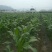 嘉甜糯13鲜食糯玉米种子甜糯比例1:3口感好
