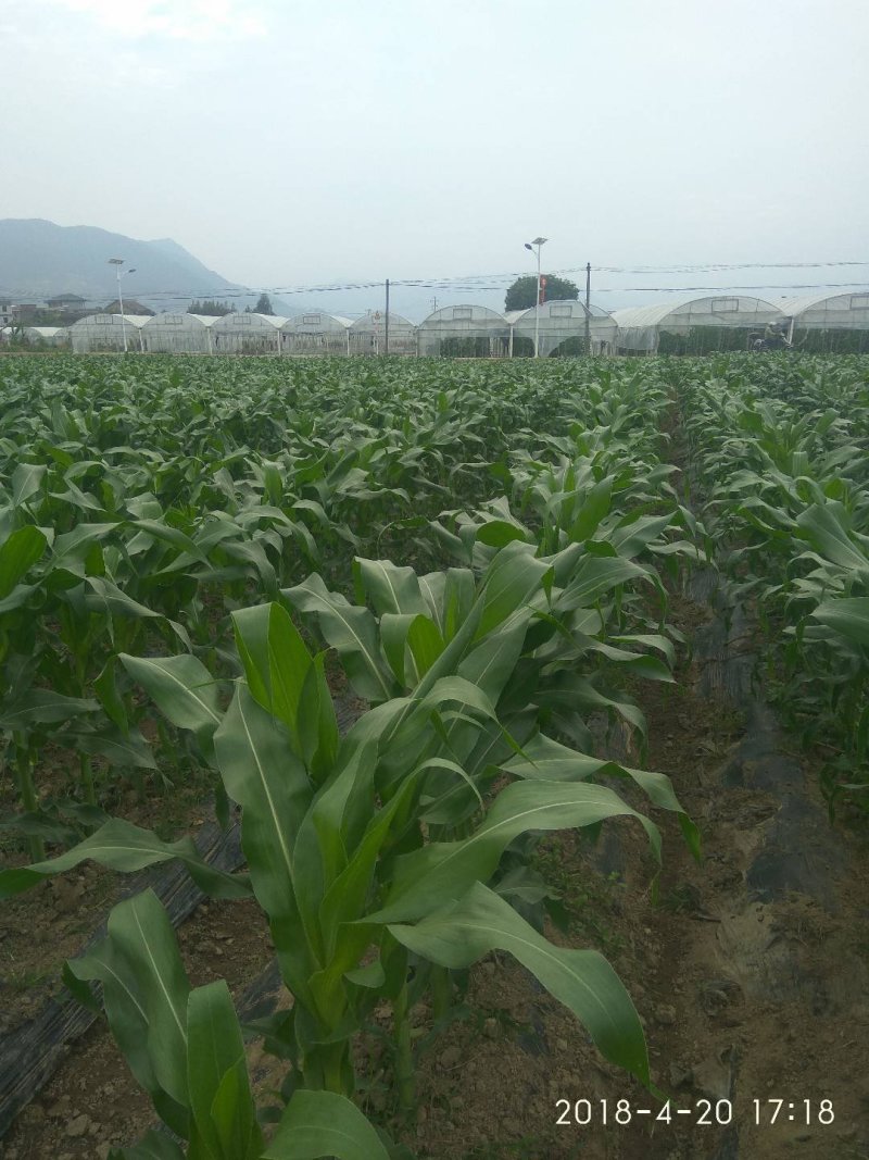 嘉甜糯13鲜食糯玉米种子甜糯比例1：3口感好