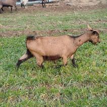 纯种头胎红鹿奶山羊二胎怀孕羊日产奶10斤以上全国