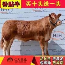 鲁西黄牛品质保证，厂家直销，专注养牛三十年