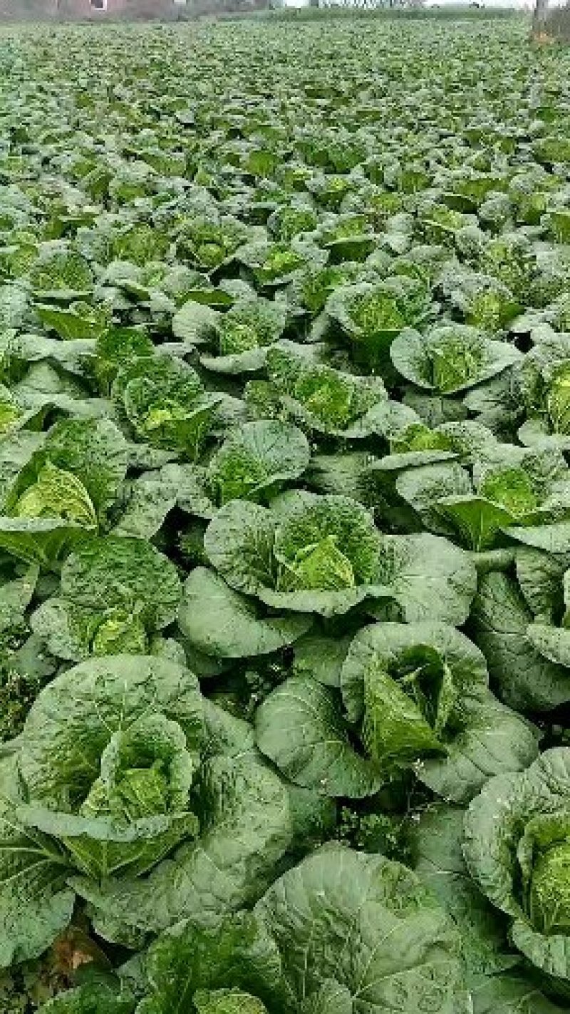 成都本地白菜大量上市，专业工人，做工好，货源充足