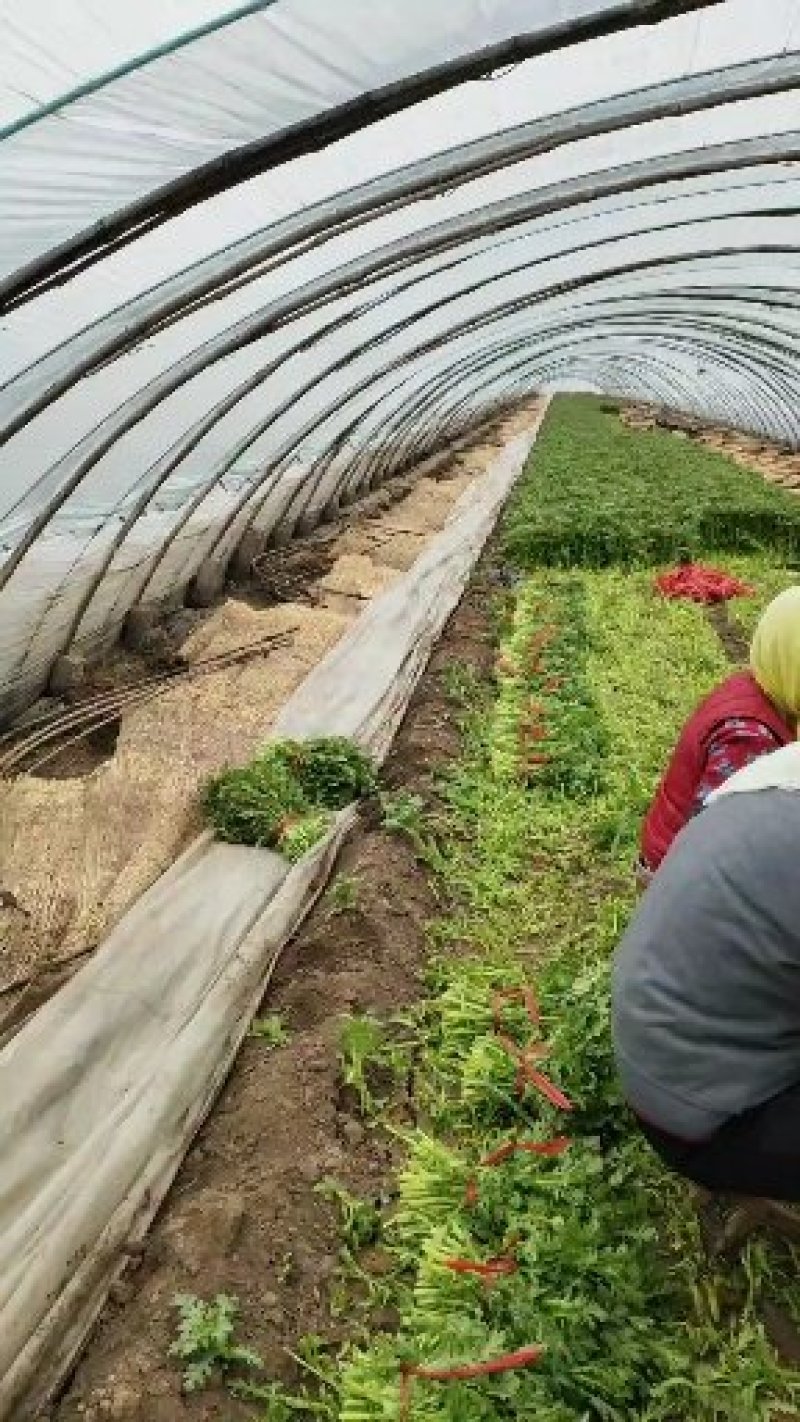 山东潍坊精品茼蒿菜产地直发对接商超团购