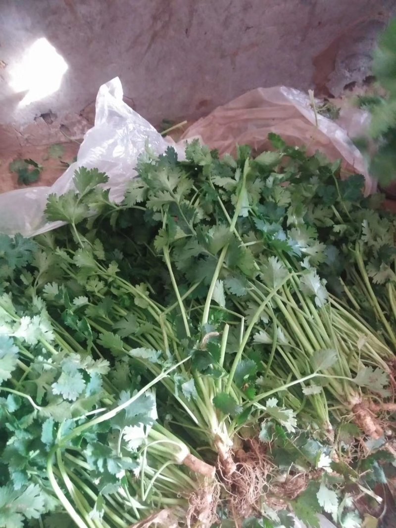 香菜铁杆香菜质量保证价格合理冷库陆地都有
