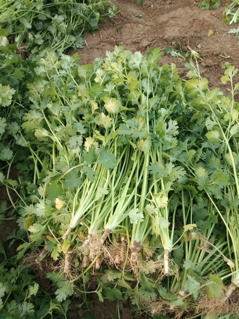 香菜铁杆香菜质量保证价格合理冷库陆地都有