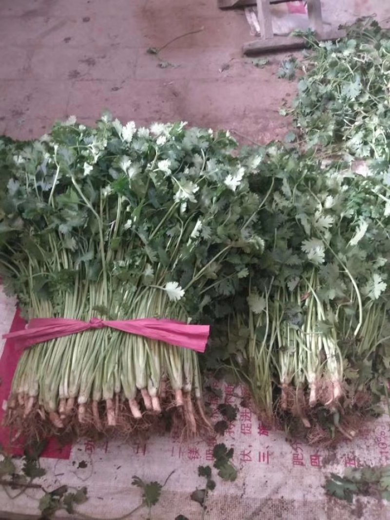 香菜铁杆香菜质量保证价格合理冷库陆地都有