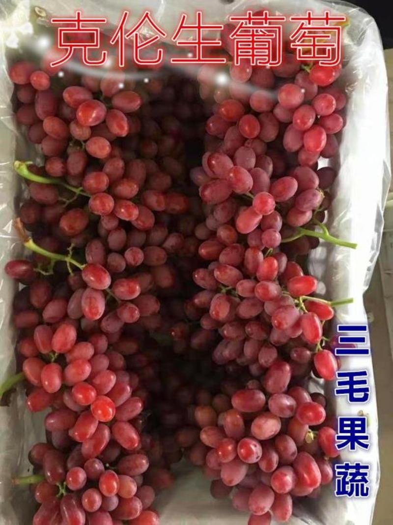 【河北特级】无籽克伦生鲜果、冷库葡萄出售对接个大商超电商