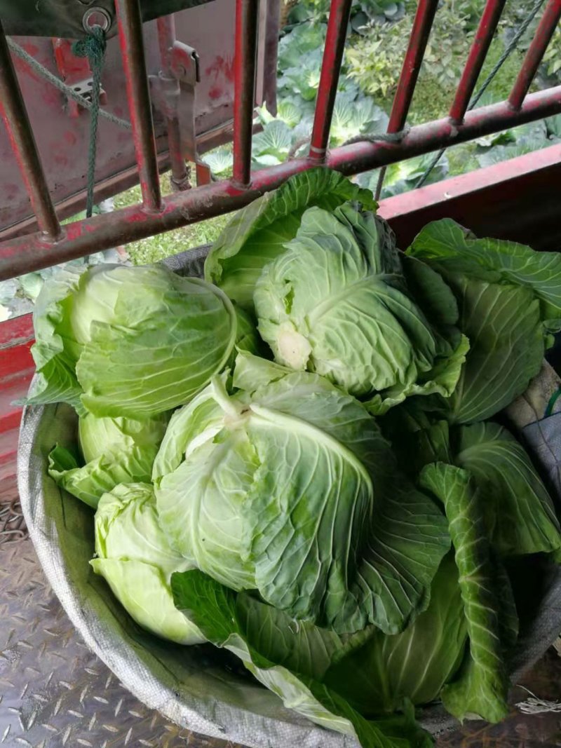 成都包菜上市中，平包菜，连白周边基地连白大量出货。