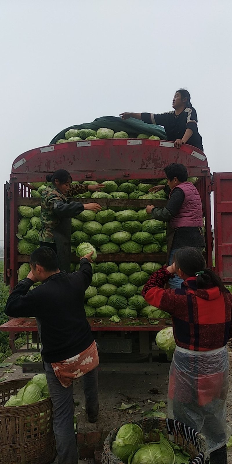 成都包菜上市中，平包菜，连白周边基地连白大量出货。