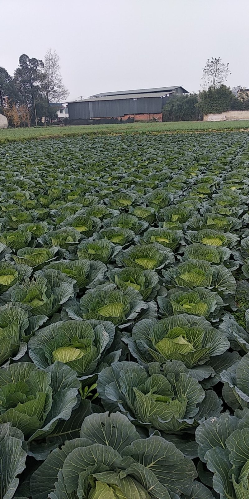 成都包菜上市中，平包菜，连白周边基地连白大量出货。