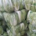 青杂三号白菜，发，新疆，广州，陕西，山西，河北，郑州，