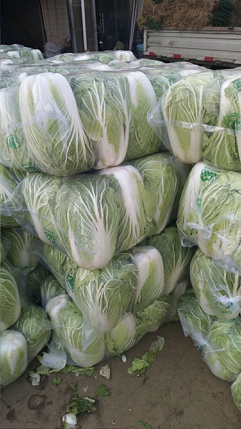 青杂三号白菜，发，新疆，广州，陕西，山西，河北，郑州，