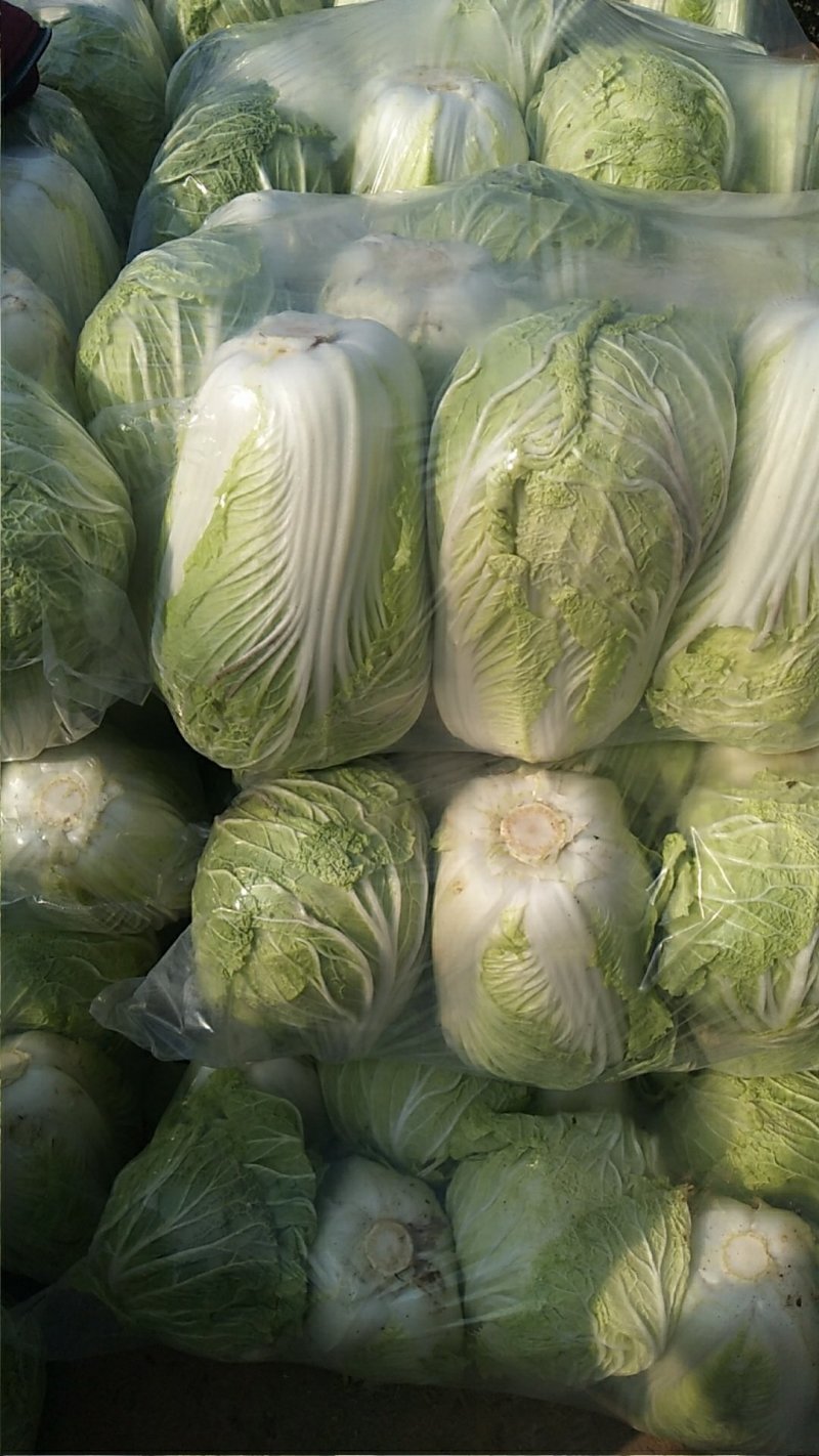 青杂三号白菜，发，新疆，广州，陕西，山西，河北，郑州，