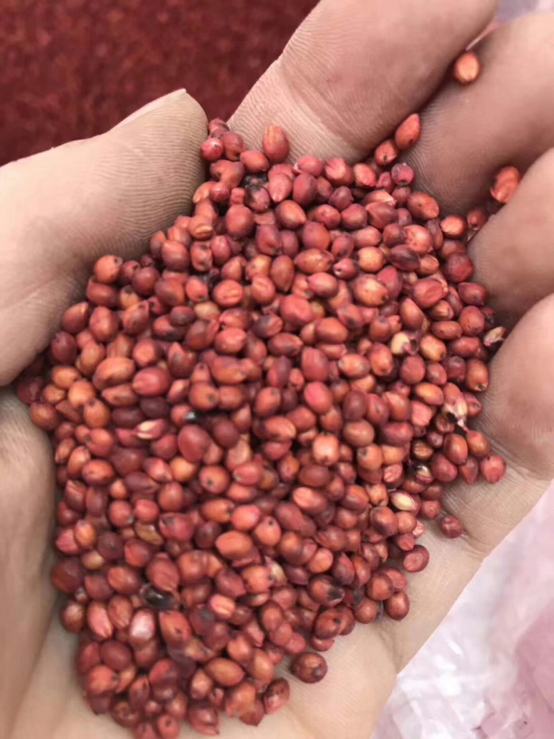 高丹草种子一年生牧草草种产量高牛羊猪鱼都喜食一件代发