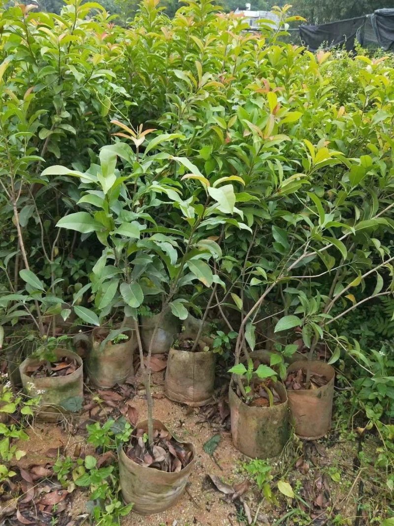人心果苗杯苗盆栽苗实生苗包邮