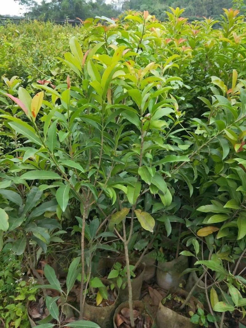 人心果苗杯苗盆栽苗实生苗包邮