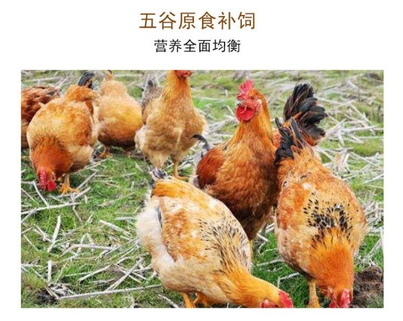 【60-70g大个装】农村散养土鸡蛋柴草笨大鸡蛋破损包赔