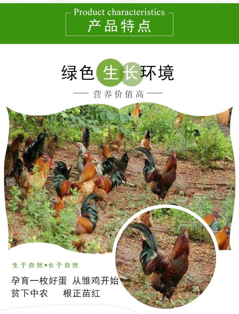 【60-70g大个装】农村散养土鸡蛋柴草笨大鸡蛋破损包赔